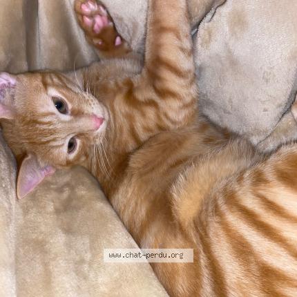Photo de chat perdu à Oullins