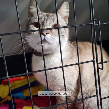 Photo 1/1 Chat retrouvé Trouvé à Amneville