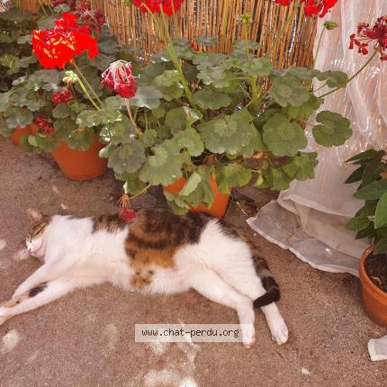 Photo 1/1 Chat retrouvé Perdu à Ouveillan