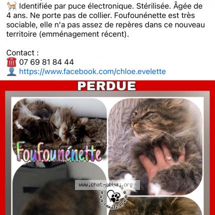 Photo 1/1 Chat retrouvé Perdu à Tourcoing