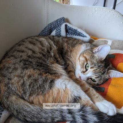 Photo de chat perdu à Rennes