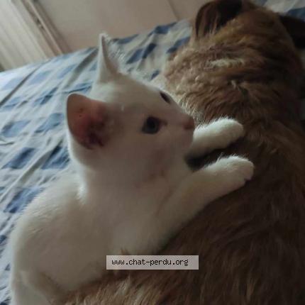 Photo 1/1 Pokémon Chat perdu à Plumaugat