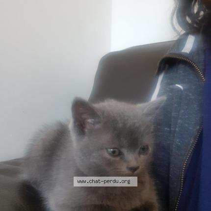 Photo 1/1 Chat retrouvé Perdu à Marseille