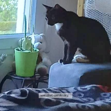Photo 1/1 Chat retrouvé Perdu à St Brevin Les Pins