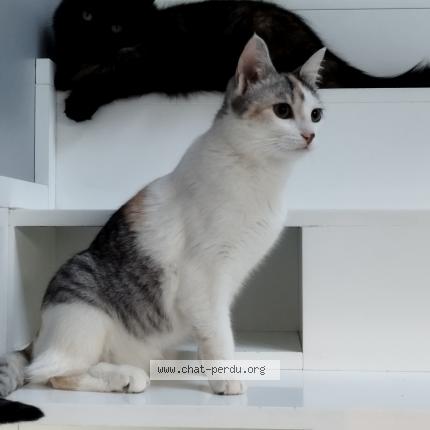 Photo 1/1 Chat retrouvé Perdu à Saint Sebastien Sur Loire Franc