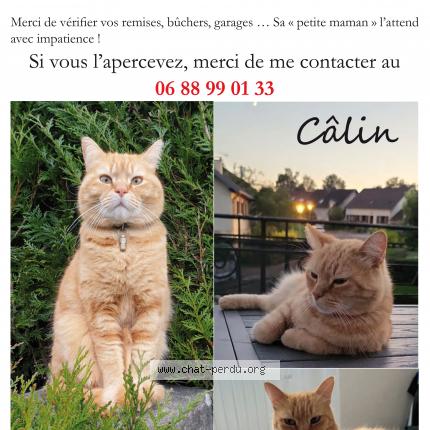 Photo 1/1 Chat retrouvé Perdu à Devecey