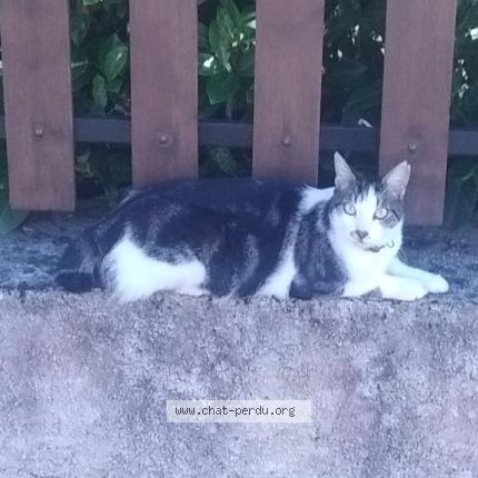 Photo 1/1 Toru Chat perdu à Terre de bancalie