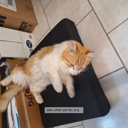 Photo de chat trouvé à Le Puy Notre Dame