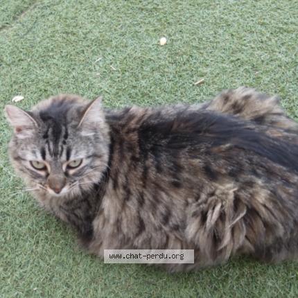Photo 1/3 Mimi Chat perdu à Beziers