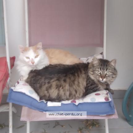 Photo 2/3 Mimi Chat perdu à Beziers