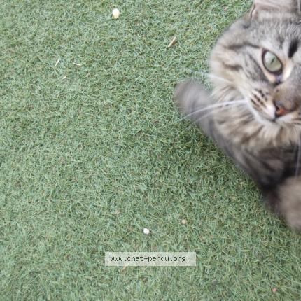 Photo 3/3 Mimi Chat perdu à Beziers