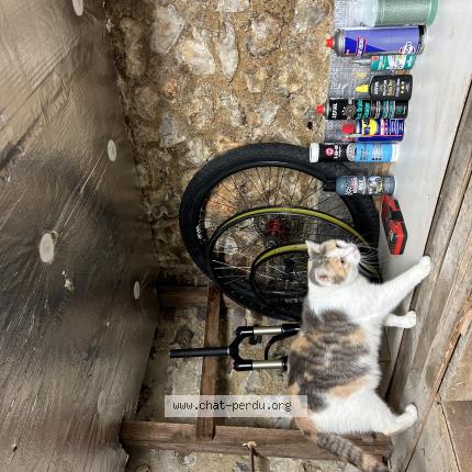Photo de chat perdu à Le Mesnil Esnard