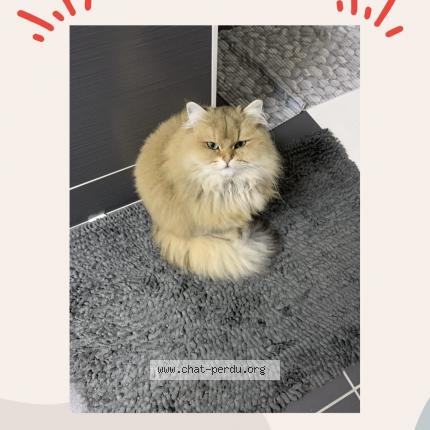 Photo de chat perdu à Angers