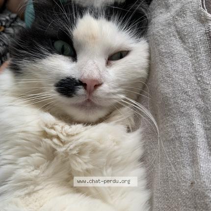 Photo 1/1 Anouchka Chat perdu à Montpellier