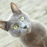 Photo de chat perdu à Ornex