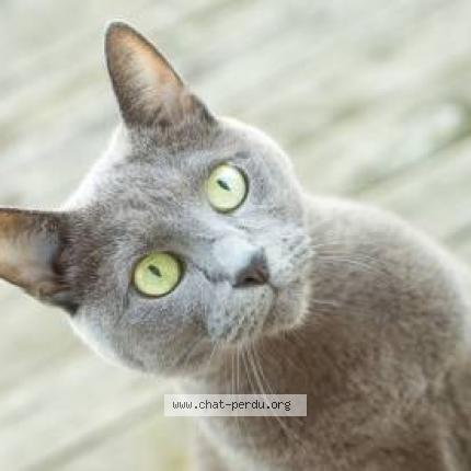 Photo 1/1 Chat retrouvé Perdu à Ornex