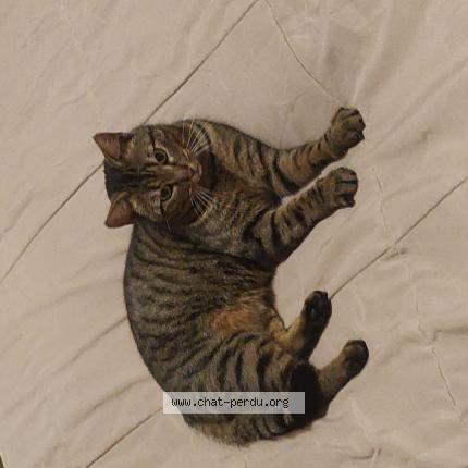 Photo 1/1 Chat retrouvé Perdu à Sens De Bretagne