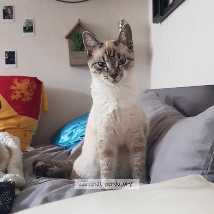 Photo de chat perdu à Bellac