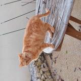 Photo de chat perdu à Mogneneins