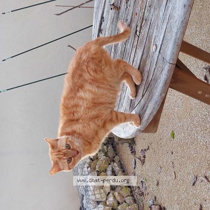 Photo 1/1 Chat retrouvé Perdu à Mogneneins