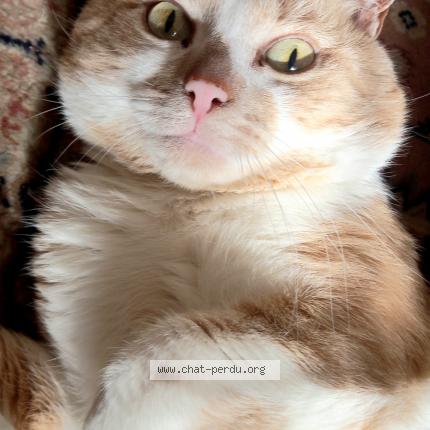Photo 1/1 Chat retrouvé Perdu à Maisons laffitte