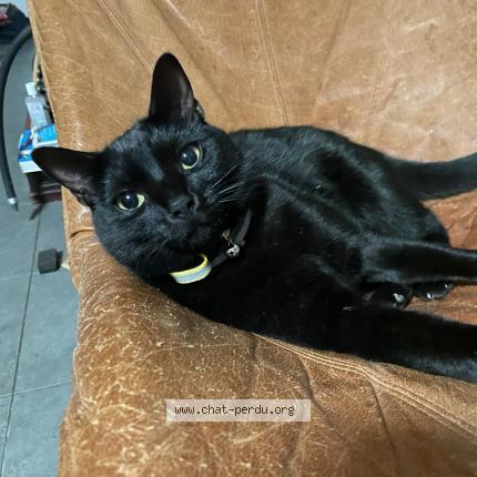Photo 1/1 Lucky Chat perdu à Samoreau