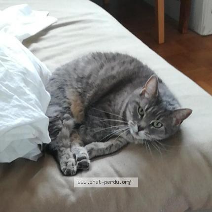 Photo de chat perdu à Paris