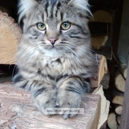 Photo 1/1 pilgrim Chat perdu à Avilly saint leonard