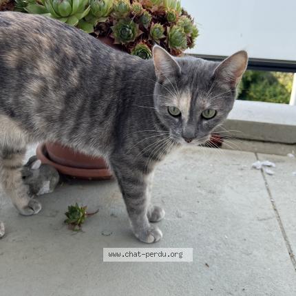 Photo de chat perdu à Saint Michel Sur Orge