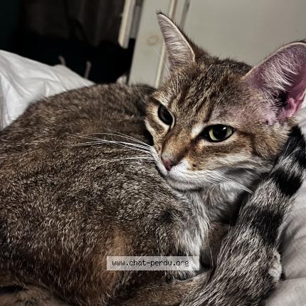 Photo 1/1 Chat retrouvé Trouvé à Antibes