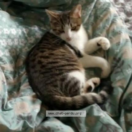 Photo 1/1 Chat retrouvé Perdu à Argentine