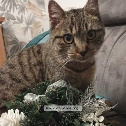 Photo 1/1 Umia Chat perdu à Boussay