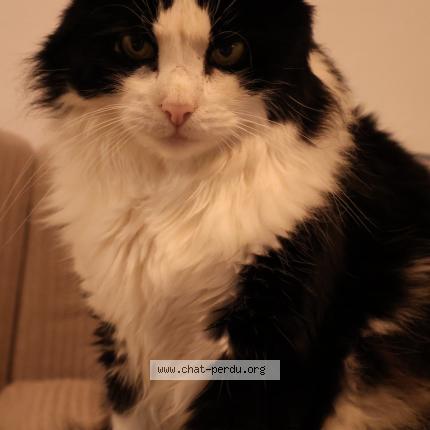 Photo 1/1 Chat retrouvé Perdu à Bordeaux
