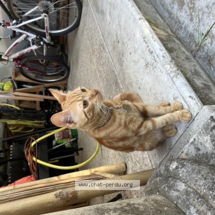 Photo 1/1 Chat retrouvé Perdu à Lunel
