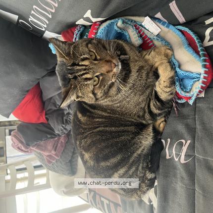 Photo de chat perdu à L Epine