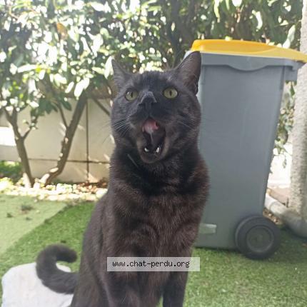 Photo 1/1 Chat retrouvé Perdu à Domont