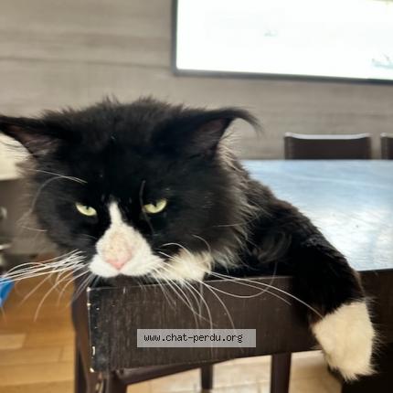 Photo 1/1 Chat retrouvé Perdu à St Sauveur En Rue