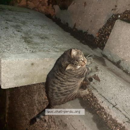 Photo de chat trouvé à Grenoble