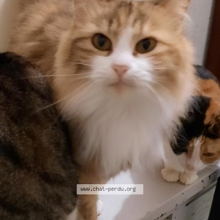 Photo 1/1 Lady Di Chat perdu à Florange