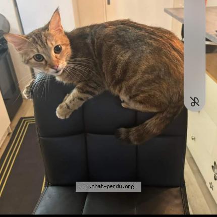 Photo de chat perdu à Bourges