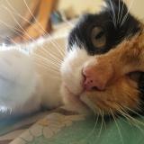 Photo de chat perdu à Montmirail