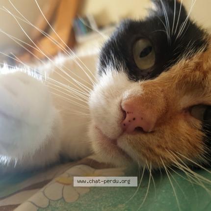 Photo 1/1 Chat retrouvé Perdu à Montmirail
