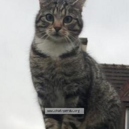 Photo 1/1 FILOU Chat perdu à Tournan en brie