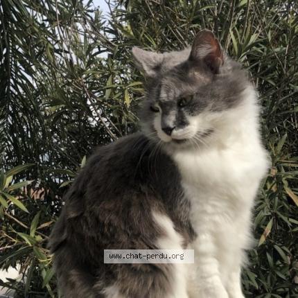 Photo de chat perdu à La Garde