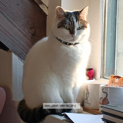 Photo de chat perdu à Moussy Le Vieux