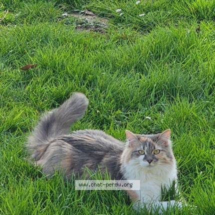 Photo 1/1 Chat retrouvé Perdu à Bouquetot