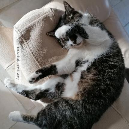 Photo 1/1 Chat retrouvé Perdu à Alliancelles