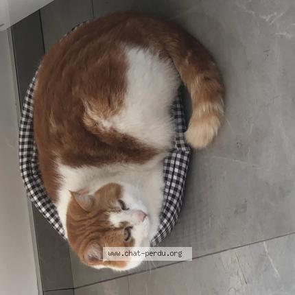 Photo de chat perdu à Gattieres Les Plans