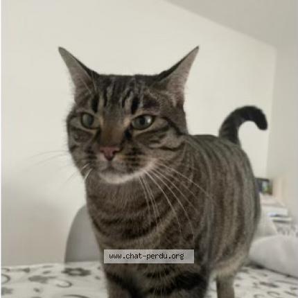 Photo 1/1 Chat retrouvé Perdu à Strasbourg