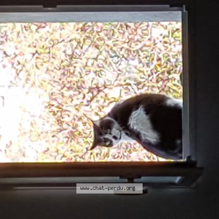 Photo 1/1 Sirius Chat perdu à St thibery